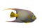 Queen Angelfish