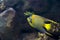 Queen Angelfish