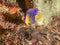 Queen angelfish,Holacanthus ciliaris,