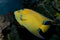 Queen Angelfish (Holacanthus ciliaris)