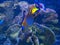 Queen Angelfish Undersea Isolated on Coral Reef Background