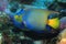 Queen angelfish underwater