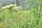 Queen Anne`s Lace or Daucus Carota Blossom