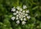 Queen Anne\'s Lace (Daucus carota) Wildflower