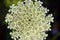 Queen Anne\'s Lace flower