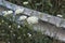 Queen Anne`s Lace flower against a metal fence