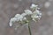 Queen Anne\'s Lace flowers