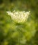 Queen Anne`s Lace Glowing In Morning Light