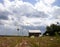 Queen annes lace with a barn