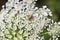 Queen annes lace or wild carrot flower