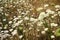 Queen Anneâ€™s lace flowers in a meadow surrounded by dry grass