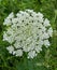 Queen Anns lace aka wild carrot