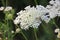 Queen Anns lace and wildflowers