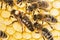 Queen apis mellifera marked with dot and bee workers around her - bee colony life