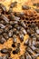 Queen bee. Bee brood on honeycombs. Hatching young bees, pupae, larvae, bee eggs