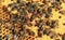 Queen Bee Circled Among Her Workers on a Hive Frame