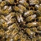 Queen Bee lays eggs in a honeycomb