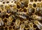 Queen Bee lays eggs in honeycombs