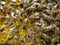 Queen bee â€“ the mistress of the colony of bees