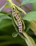 Queen Butterfly Caterpillar Enjoying Milkweed Plant