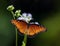 Queen butterfly, Danaus gilippus