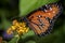 Queen Butterfly on Flower