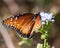 Queen Butterfly in Mission, Texas