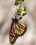 Queen butterfly, upside down and wings folded, feeding on flower
