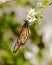 Queen butterfly, upside down, wings folded, feeding on flower