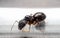 Queen Carpenter ant to prevent eggs