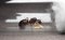 Queen Carpenter ant to prevent eggs, larva