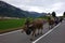 Queen Cows Lead a Parade in Switzerland