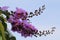 Queen Crapemyrtle,purple flowers blooming in the garden