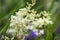 Queen-of-the-meadow inflorescence on seaside meadow