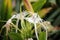 Queen of the Night,Botanical Name. Cestrum nocturnum