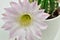 Queen of the night cactus with Blossom