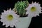 Queen of the night cactus with Blossoms