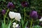 Queen of the Night and white tulips make a stunning display in any garden.