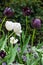 Queen of the Night and white tulips make a stunning display in any garden.