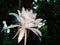The Queen of Night, Wijayakusuma Flower & x28;Epiphyllum oxypetalum& x29;.