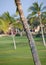 Queen palms in golf club near Waikoloa