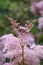 Queen-of-the-prairie Filipendula rubra Venusta flower panicle