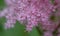 Queen-of-the-prairie Filipendula rubra Venusta Magnifica, close-up flowers