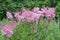 Queen-of-the-prairie Filipendula rubra Venusta Magnifica, flowering natural habitat