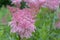 Queen-of-the-prairie Filipendula rubra Venusta Magnifica, inflorescence