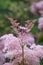 Queen-of-the-prairie Filipendula rubra Venusta Magnifica pink flowers