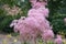 Queen-of-the-prairie Filipendula rubra Venusta, pink flowers