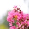 Queen`s crape myrtle pink flower