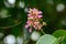 Queen\'s Flower flower (Lagerstroemia macrocarpa Wall)