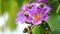 Queen`s Flower or Inthanin flower in Thailand and Lagerstroemia speciosa L. Pers . Queen`s crape myrtle, Pride of India,